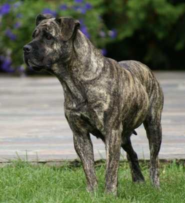 Ma Belle, 4
