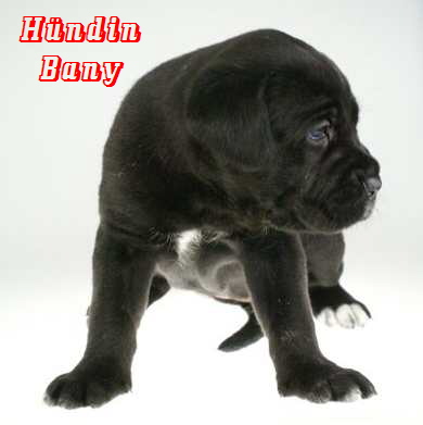 Bany 2 Bany 2