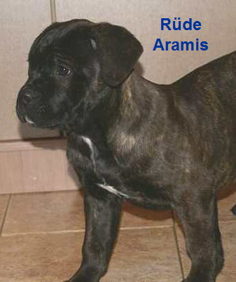 CC Aramis 1