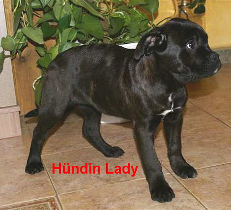 CC Lady