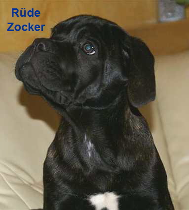 CC Zocker 1