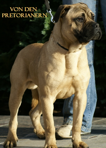 CdB-Rüde CdB-Rüde