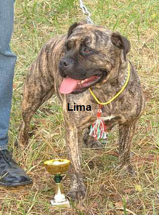 Lima neu-1