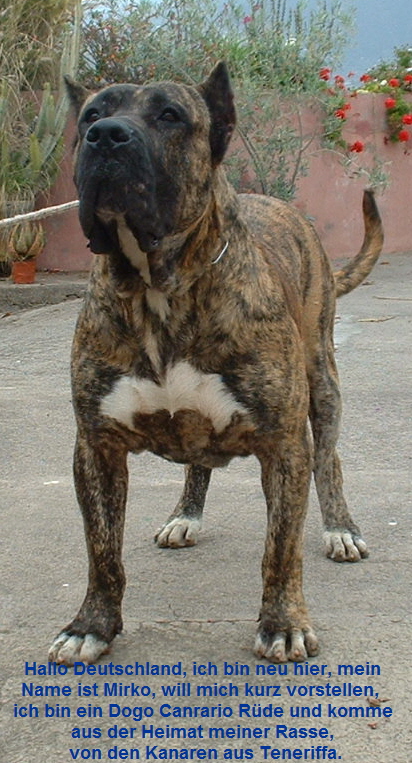 Mirco2.JPG