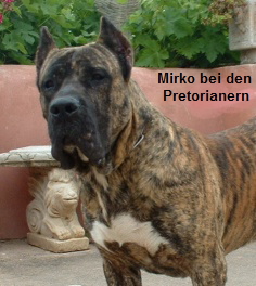 Mirko, neu